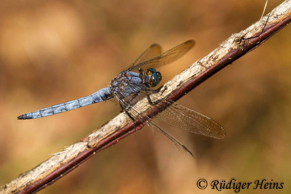 Orthetrum coerulescens (Kleiner Blaupfeil) Männchen, 29.7.2018