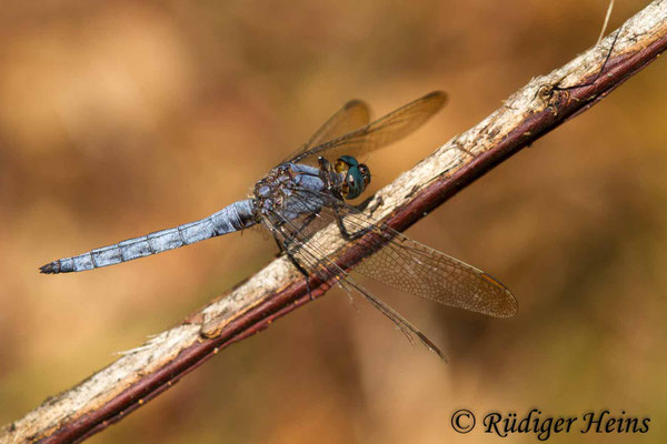 Orthetrum coerulescens (Kleiner Blaupfeil) Männchen