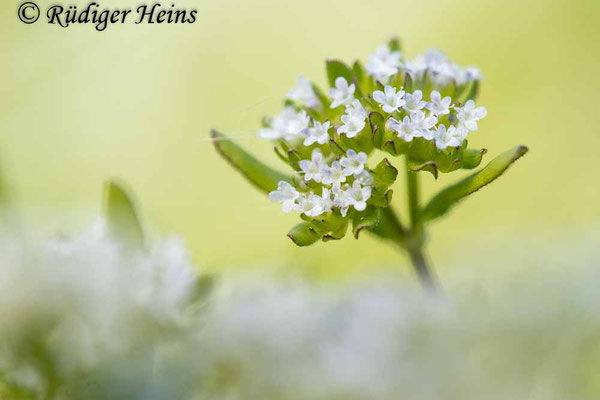 Valerianella locusta, Gewöhnlicher Feldsalat
