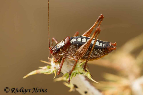 Poecilimon hamatus Männchen