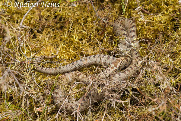 Coronella austriaca (Schlingnatter oder Glattnatter), 13.6.2017