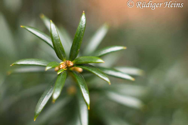 Taxus baccata (Europäische Eibe), 2.1.2021