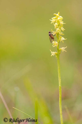 Herminium monorchis (Honigorchis), 17.6.2012