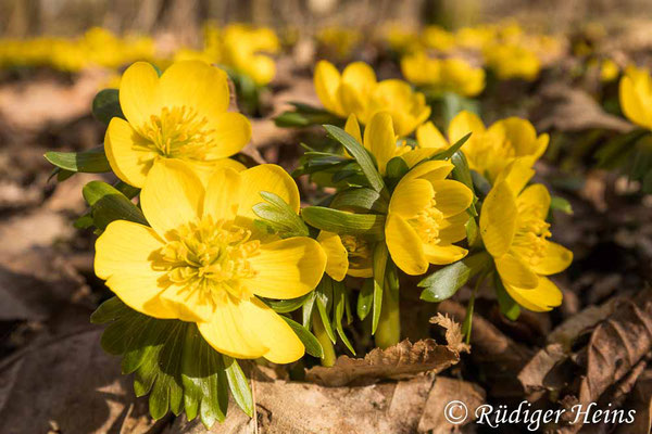 Winterling (Eranthis hyemalis), 22.2.2021