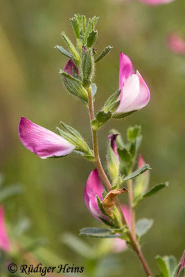 Ononis repens (Kriechende Hauhechel)