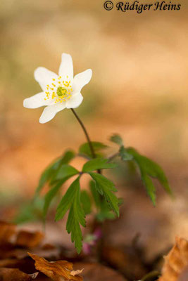 Anemone nemorosa (Buschwindröschen), 31.3.2017