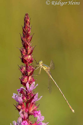 Lestes barbarus (Südliche Binsenjungfer) Männchen, 13.7.2021