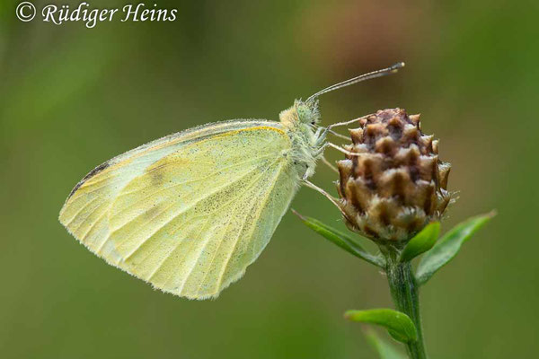 Pieris rapae (Kleiner Kohlweißling), 17.7.2022