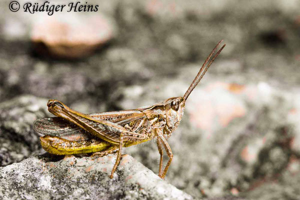 Chorthippus biguttulus (Nachtigall-Grashüpfer) Männchen, 21.7.1988 (Scan vom Dia)