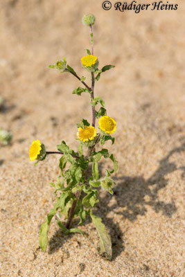 Pulicaria vulgaris (Kleines Flohkraut)