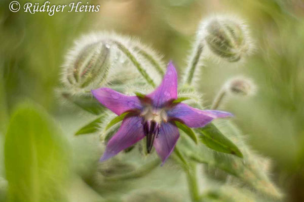 Borretsch (Borago officinalis), 23.11.2021 - Pancolar 50mm f/1,8 (gedrehte Linse)