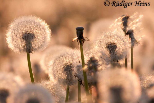 Taraxacum officinale (Gewöhnlicher Löwenzahn), 11.5.2011