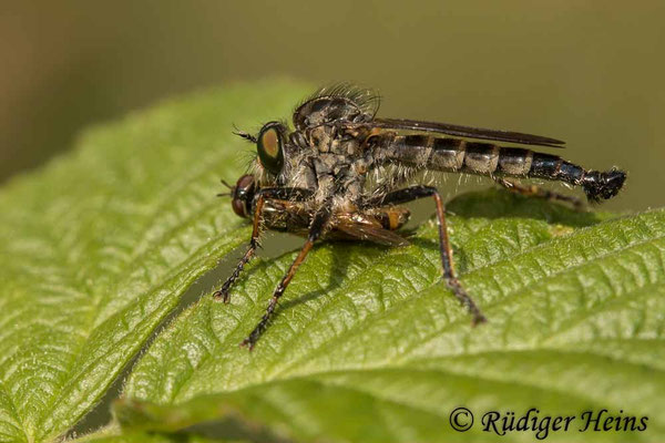 Neoitamus socius (Kleiner Strauchdieb) Männchen mit Beute