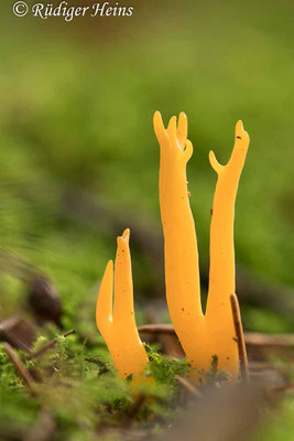 Calocera viscosa (Klebriger Hörnling), 29.10.2022