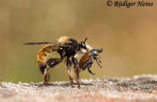 Laphria flava (Gelbe Mordfliege) Männchen mit Beute, 19.6.2022