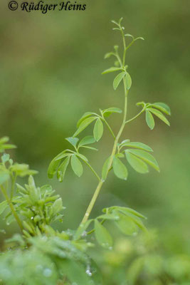 Ceratocapnos claviculata, Rankender Lerchensporn