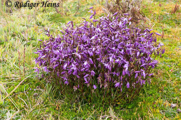 Gentianella rapunculoides, 14.2.2020