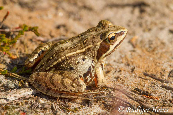 Rana arvalis (Moorfrosch), 26.7.2018