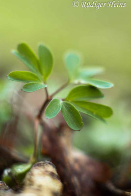 Corydalis intermedia, Mittlerer Lerchensporn