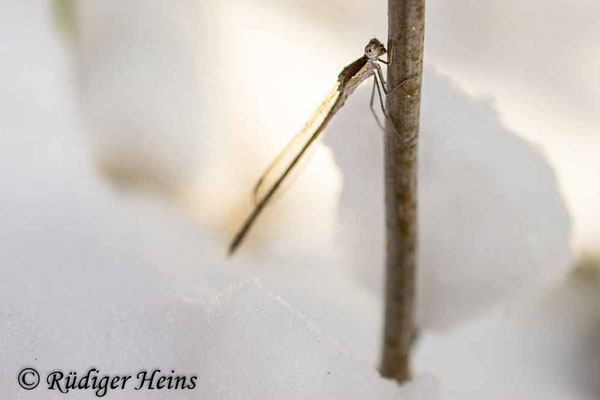 Männchen der Gemeinen Winterlibelle