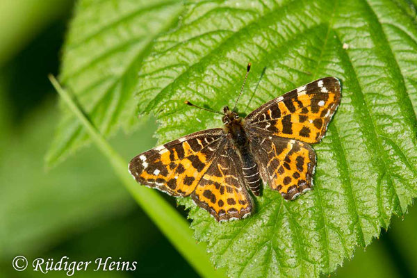 Araschnia levana (Landkärtchen, Frühjahrsform), 28.5.2017