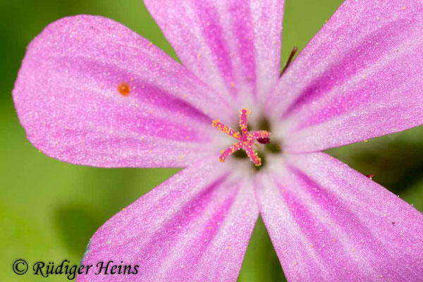 Geranium robertianum (Ruprechtskraut), 2.6.2013