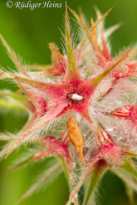 Trifolium stellatum (Stern-Klee)