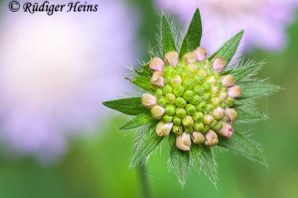 Knautia arvensis, Acker-Witwenblume