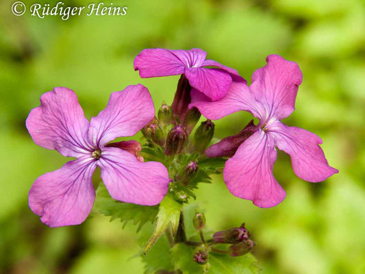 Lunaria annua (Einjähriges Silberblatt), 22.5.2010