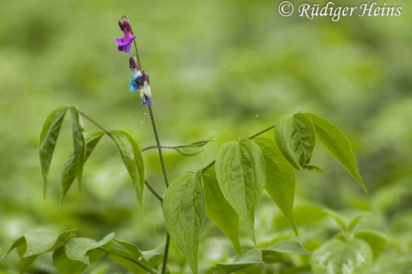 Lathyrus vernus (Frühlings-Platterbse)