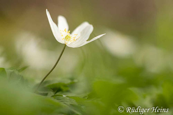 Anemone nemorosa (Buschwindröschen)