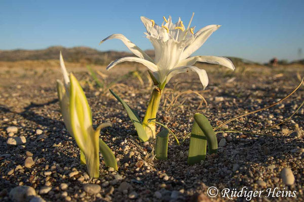 Dünen-Trichternarzisse (Pancratium maritimum), 11.10.2025 - Zoom 18-150mm f/3.5-6.3