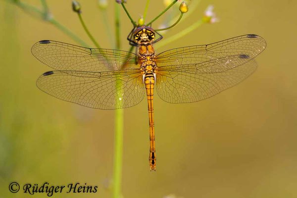 Sympetrum sanguineum (Blutrote Heidelibelle) Weibchen, 18.7.2007