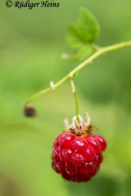 Rubus idaeus (Himbeere), 28.7.2019