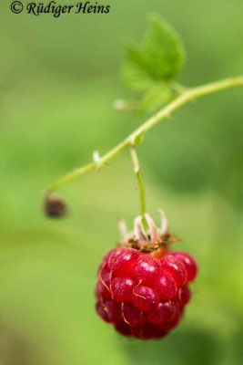 Rubus idaeus (Himbeere), 28.7.2019