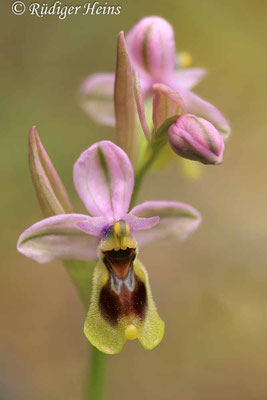 Ophrys tenthredinifera (Wespen-Ragwurz)