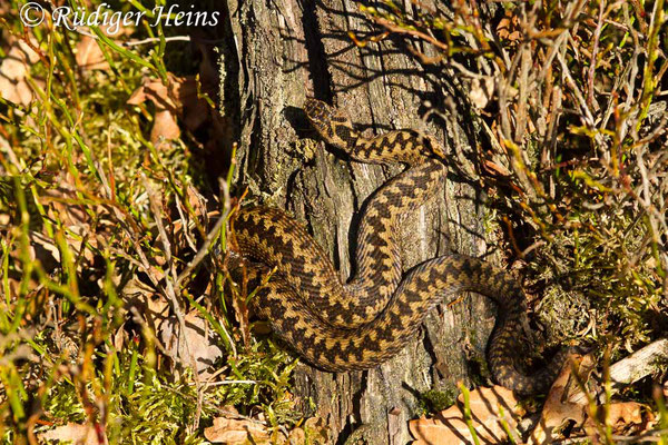 Vipera berus (Kreuzotter) Männchen, 28.3.2017  