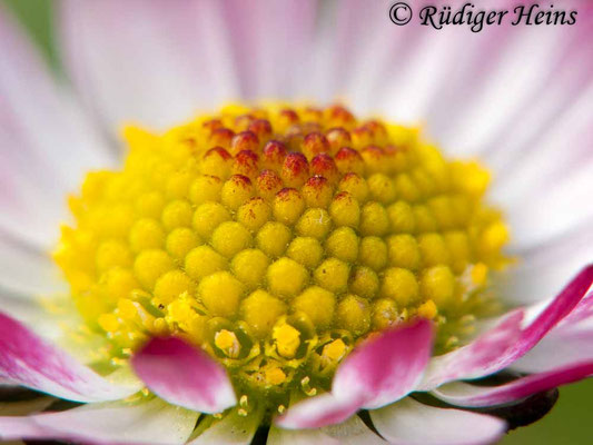 Bellis perennis (Gänseblümchen)