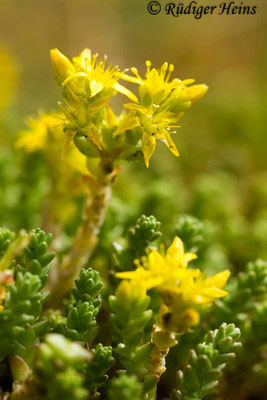 Sedum acre (Scharfer Mauerpfeffer), 14.6.2017