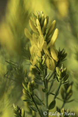 Genista tinctoria (Färber-Ginster)