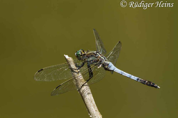 Orthetrum albistylum (Östlicher Blaupfeil) Männchen, 22.6.2017