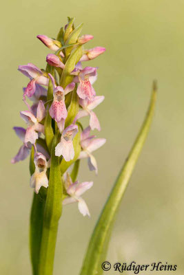 Dactylorhiza incarnata (Fleischfarbene Fingerwurz), 2.6.2014