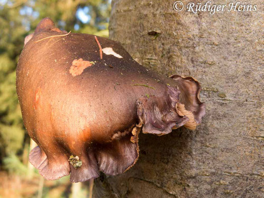 Pleurotus ostreatus (Austernseitling), 4.1.2015