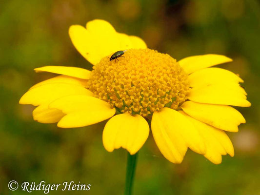 Glebionis segetum (Saat-Wucherblume)