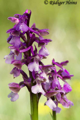 Anacamptis morio (Kleines Knabenkraut), 3.5.2014