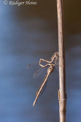 Sympecma fusca (Gemeine Winterlibelle) Beginn der Paarung, 18.4.2020