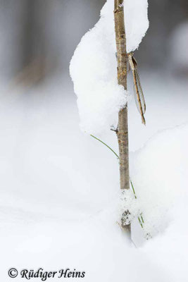 Weibchen der Gemeinen Winterlibelle an Faulbaum
