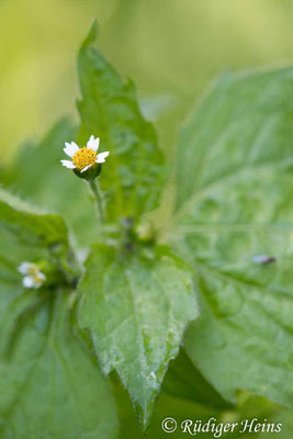 Galinsoga parviflora (Kleinblütiges Franzosenkraut)