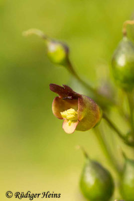 Scrophularia nodosa (Knotige Braunwurz), 14.7.2024
