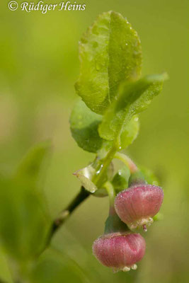 Vaccinium myrtillus (Heidelbeere), 17.4.2024